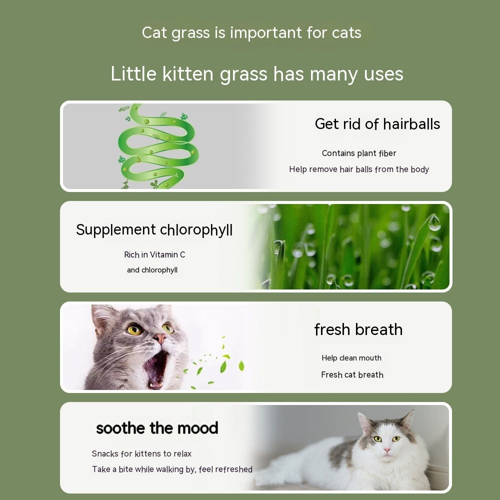 PAWPAL-Hydroponic Cat Grass.